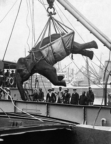 elephant